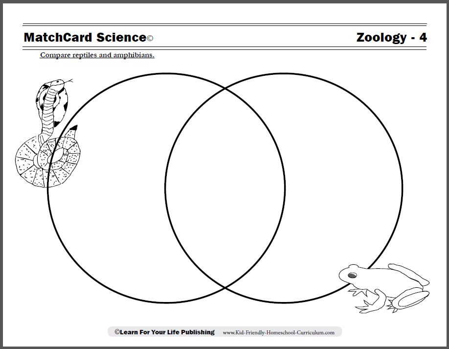 Reptiles and amphibians worksheet