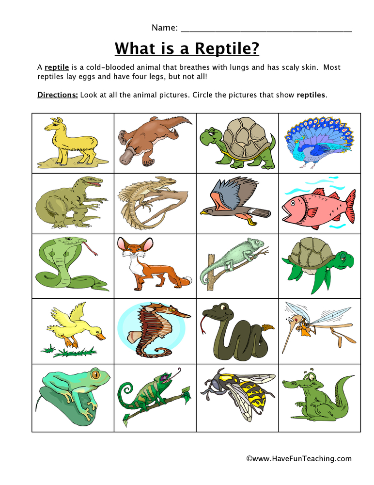 reptiles worksheet for kindergarten