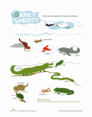 Reptile Recognition | Worksheet 