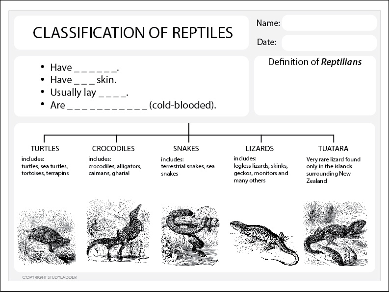 Classification of Reptiles Worksheet - Studyladder Interactive ...