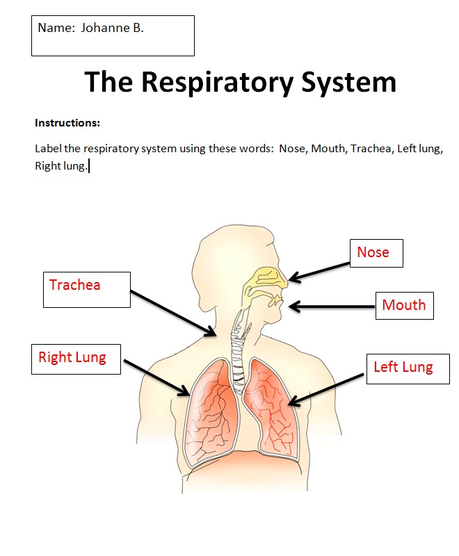 respiratory system labeled diagram worksheet