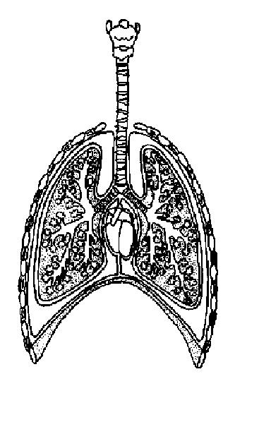 respiratory system labeled diagram worksheet