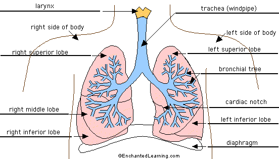 respiratory system labeled diagram worksheet