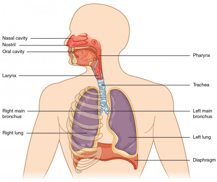 Organs and Structures of the Respiratory System | Anatomy and ...