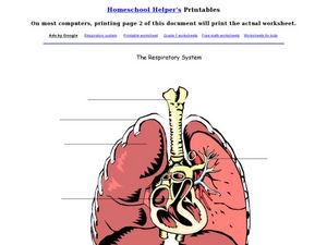 respiratory system labeled diagram worksheet