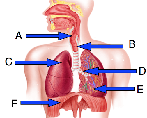 respiratory system labeling worksheet answers