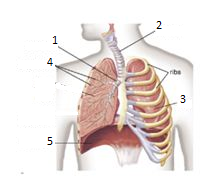 respiratory system labeling worksheet answers