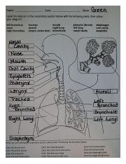 respiratory system labeling worksheet answers
