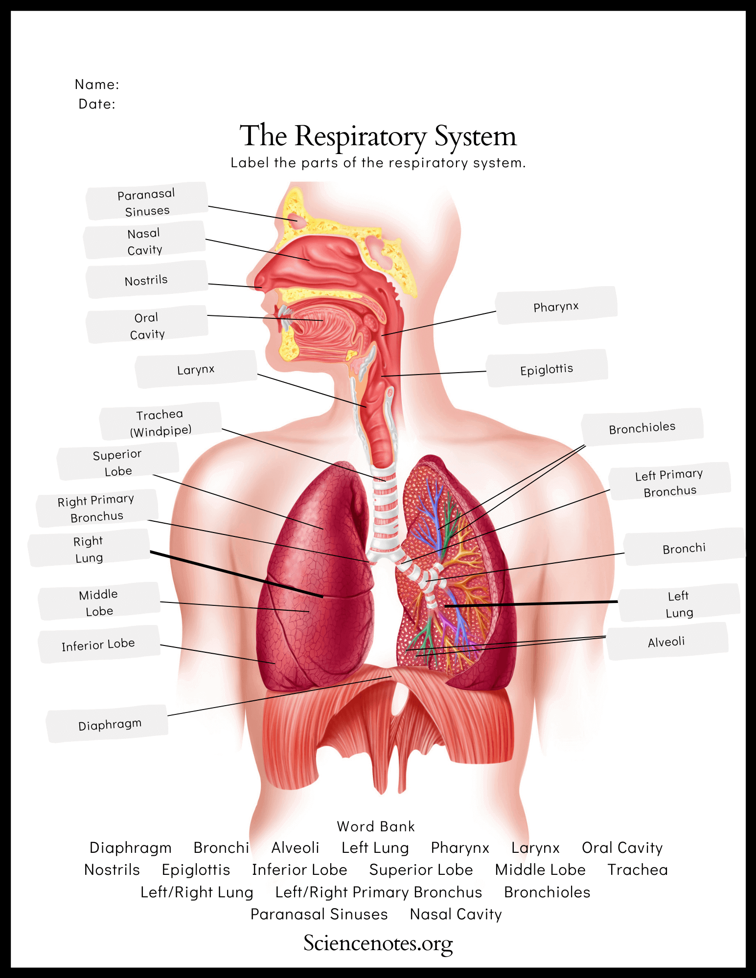 respiratory system worksheet high school