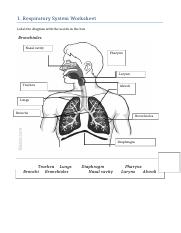 respiratory system worksheet high school