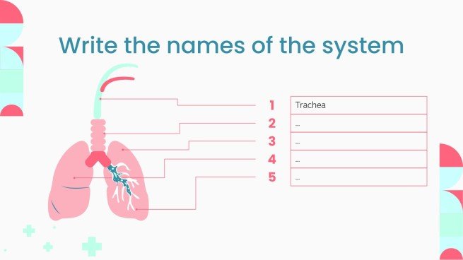 respiratory system worksheet high school