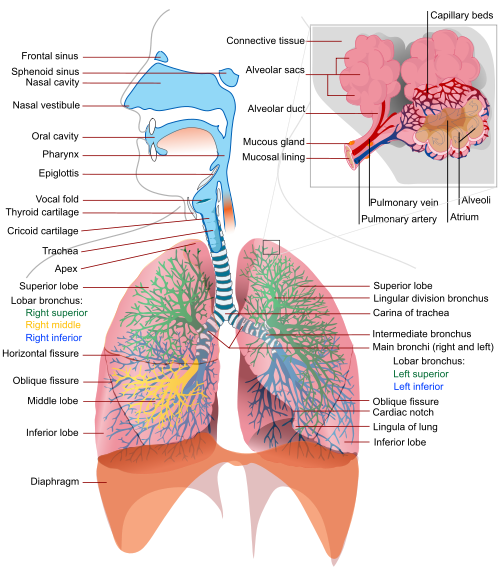 Respiratory System Lesson Resources - The Homeschool Scientist