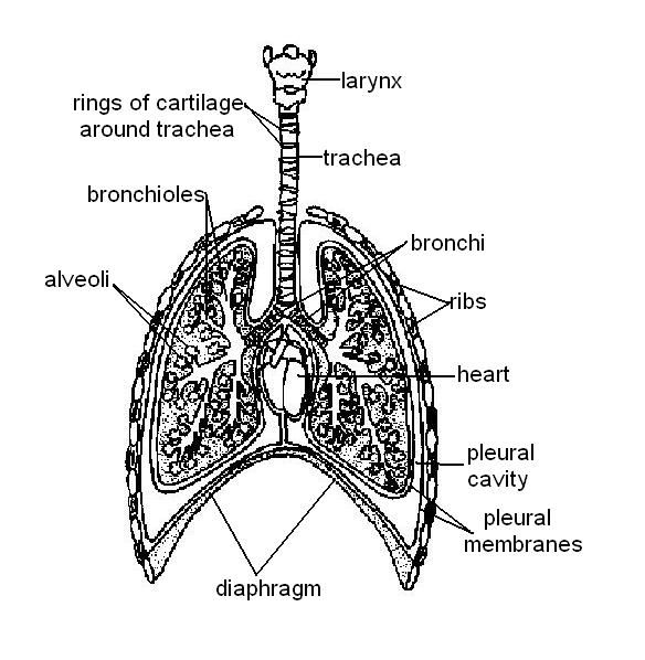 respiratory system worksheet pdf