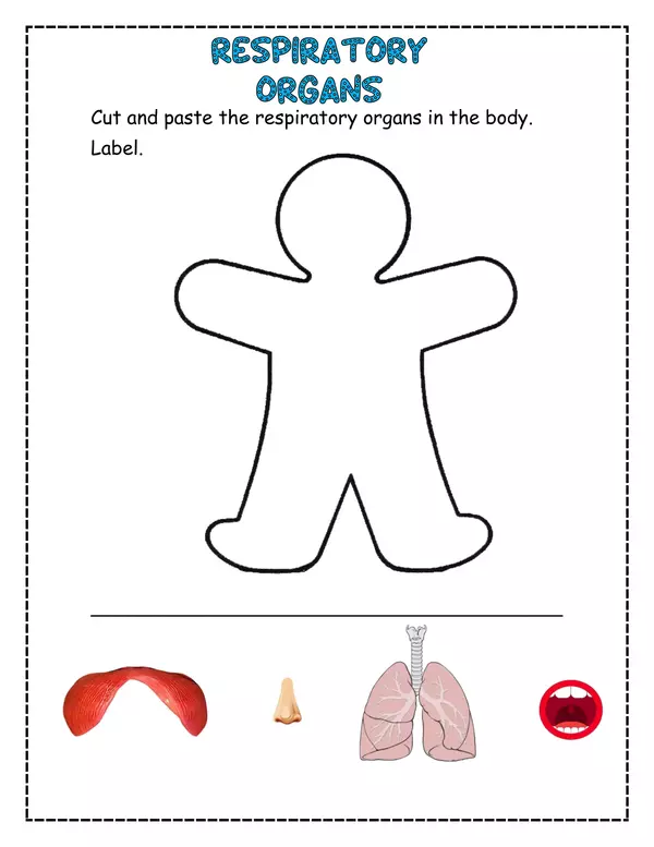 respiratory system worksheet pdf