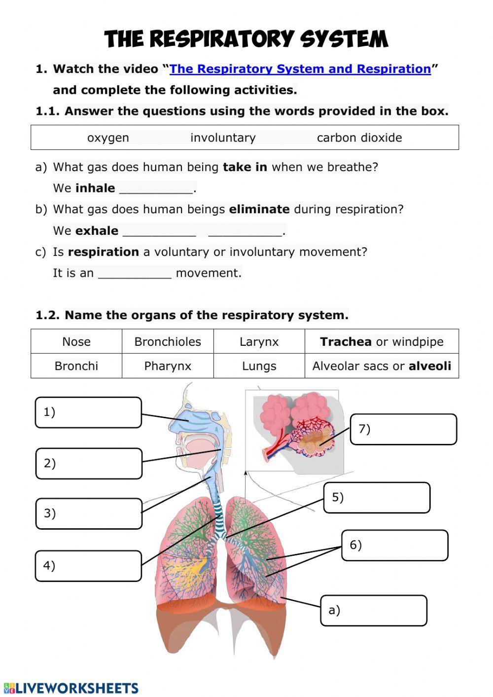 respiratory system worksheet