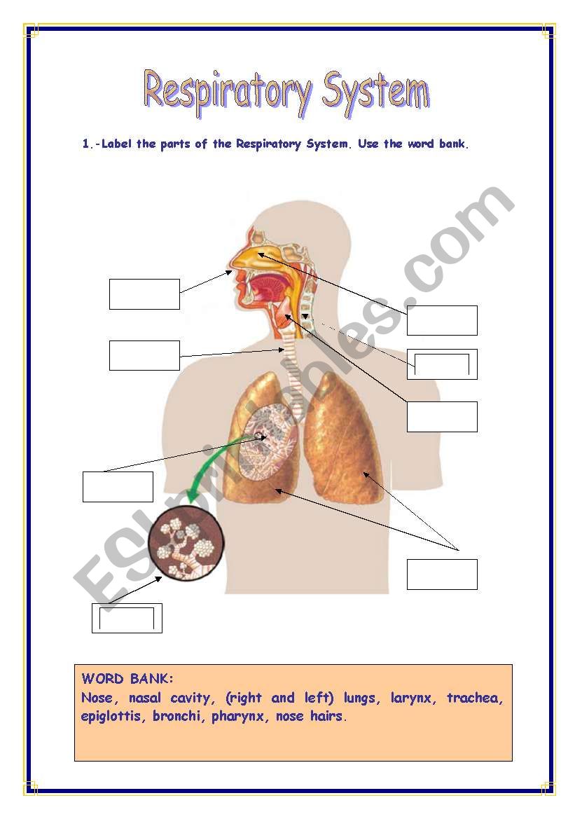 respiratory system worksheet