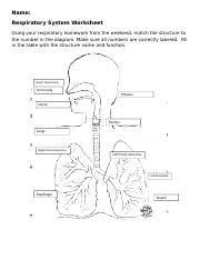 Respiratory System Worksheet.docx - Name: Respiratory System ...