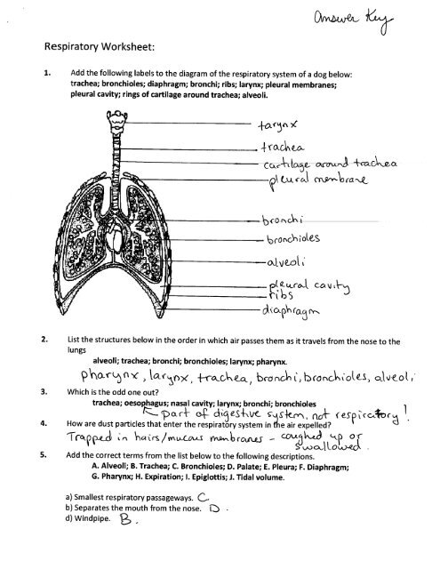 respiratory worksheet answers