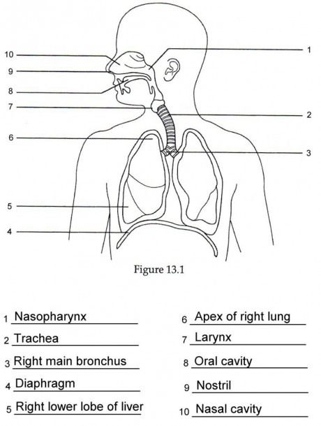 Respiratory System Diagrams To Label Human Respiratory System ...