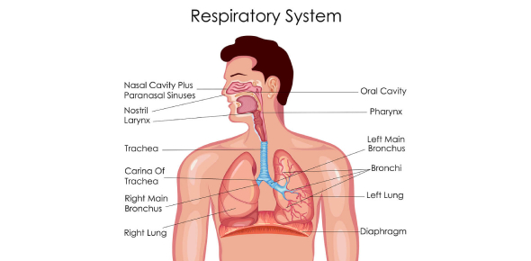 Respiratory System Multiple Choice Questions And Answers - Quiz ...