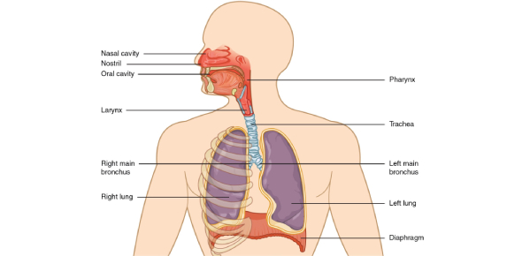 respiratory worksheet answers