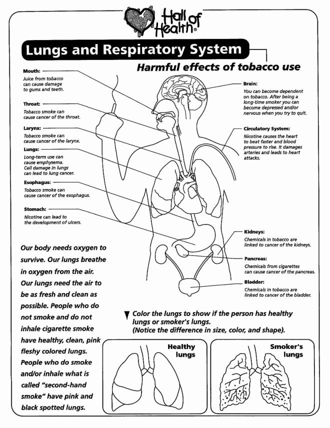 respiratory worksheet answers