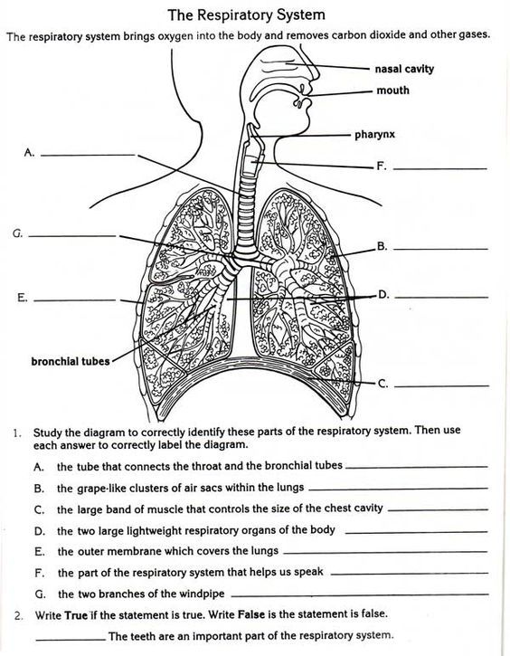 respiratory worksheet answers