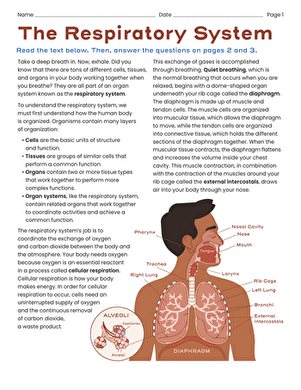 The Respiratory System | Worksheet 