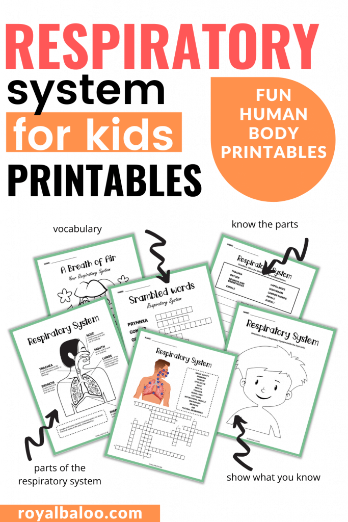 The Respiratory System → Royal Baloo