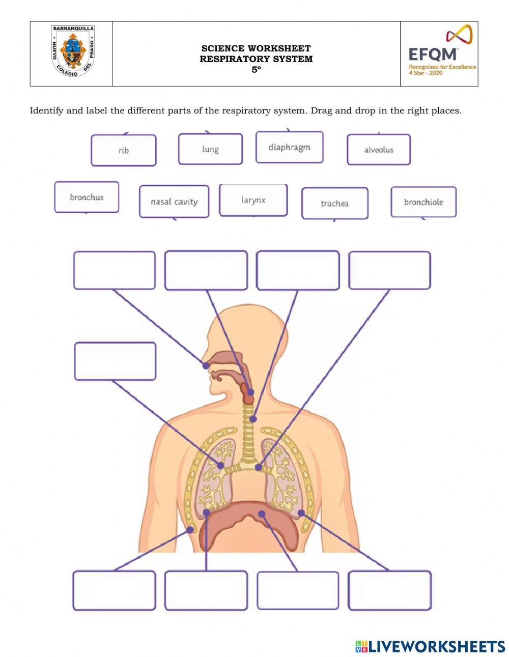 Label respiratory system worksheet  
