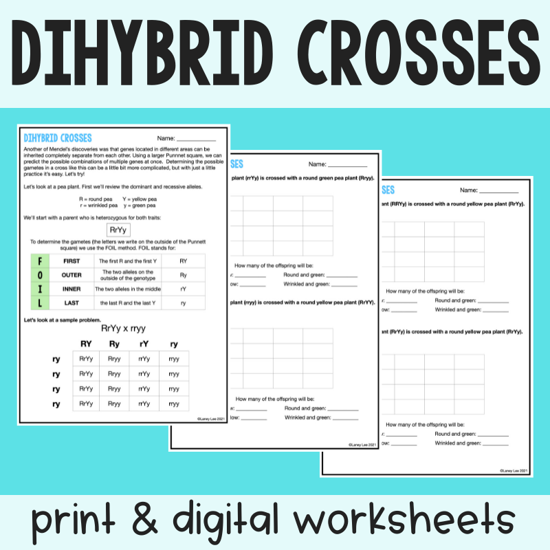 Dihybrid Cross Practice Worksheet with Answer Key - Laney Lee