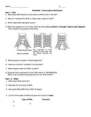 rna transcription worksheet