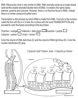 rna transcription worksheet