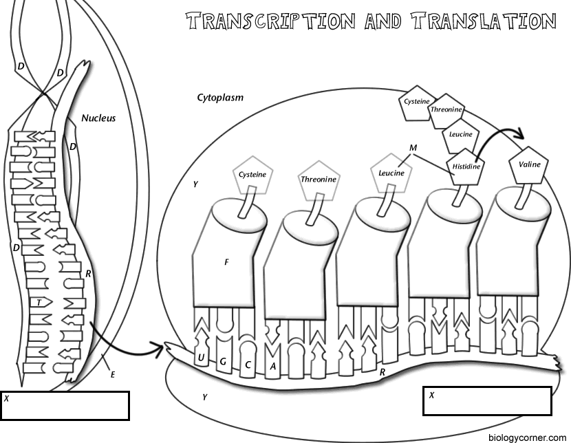 Transcription &  Translation Coloring