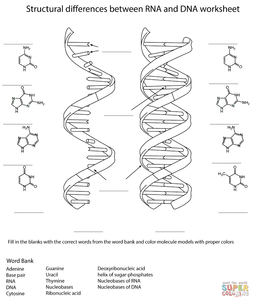 Solved Structural differences between RNA and DNA worksheet ...