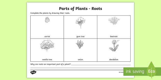 Plant Roots Worksheet / Worksheet (teacher made) - Twinkl