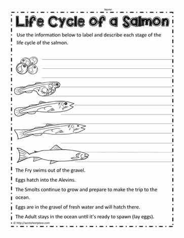 Salmon Life Cycle Worksheets
