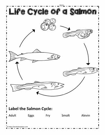 salmon life cycle worksheet
