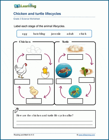 Science Worksheets for Grade 3 Students | Worsheets library