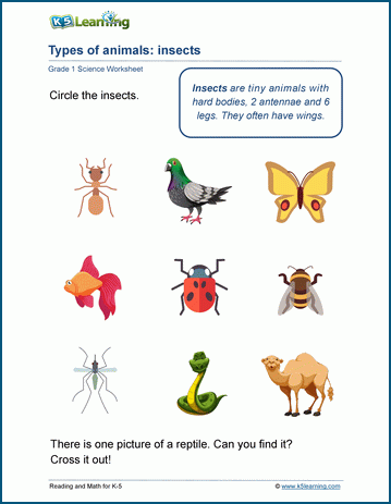 science animal worksheet kindergarten