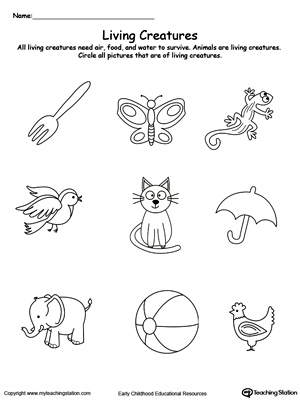science animal worksheet kindergarten