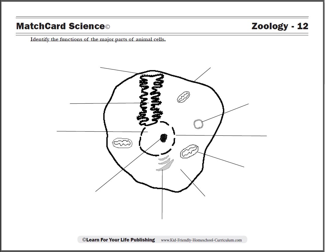 science cells worksheet