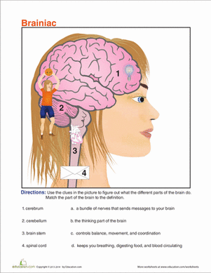 Regions of the Brain | Worksheet 