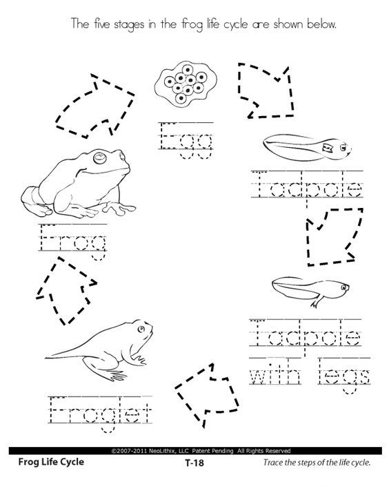 science for first grade worksheet