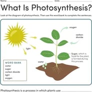 Science Worksheets &  Printables 