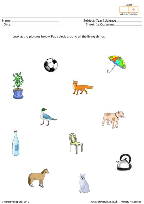 Science: Living things | Worksheet | PrimaryLeap.co.uk