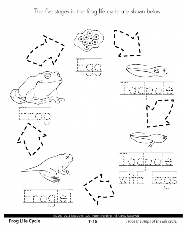 science worksheet for 1st graders