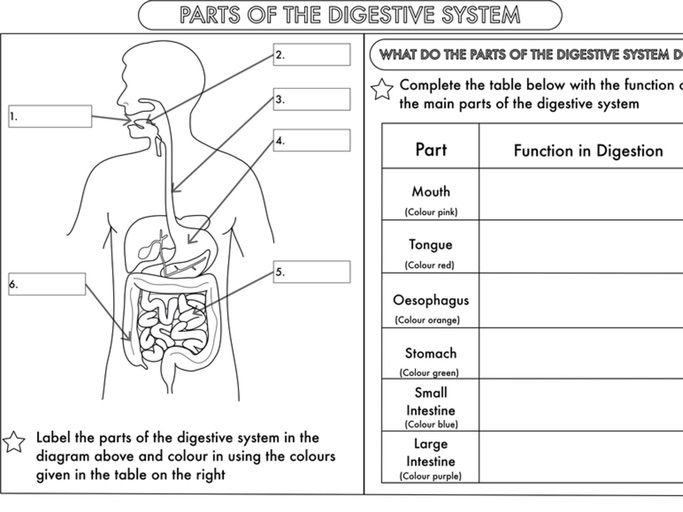 Year 4 Science: Animals, including humans- digestion, teeth and ...