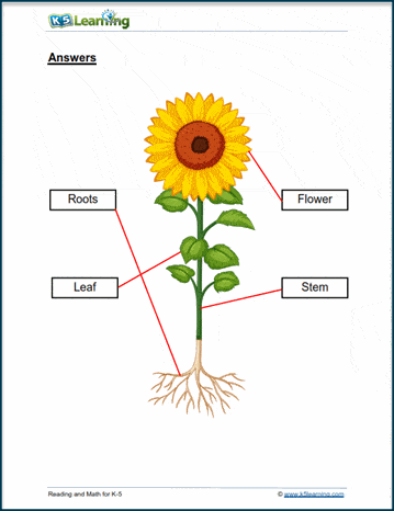 science worksheet for preschoolers