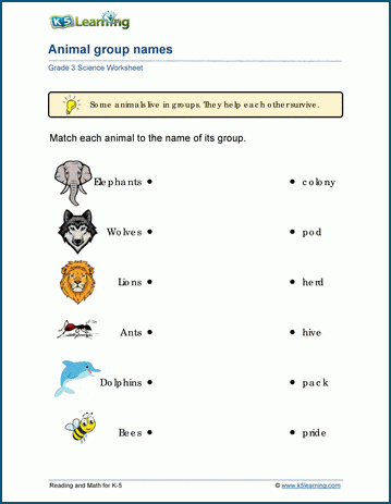Animal Groups Worksheets | Worsheets library